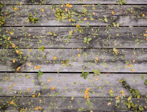 Inspect Your Deck for Wood Rot and Cracks – Maintenance Tip