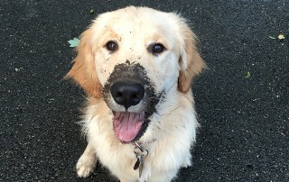 Muddy dog